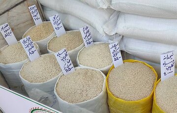 رکورد واردات برنج شکسته شد